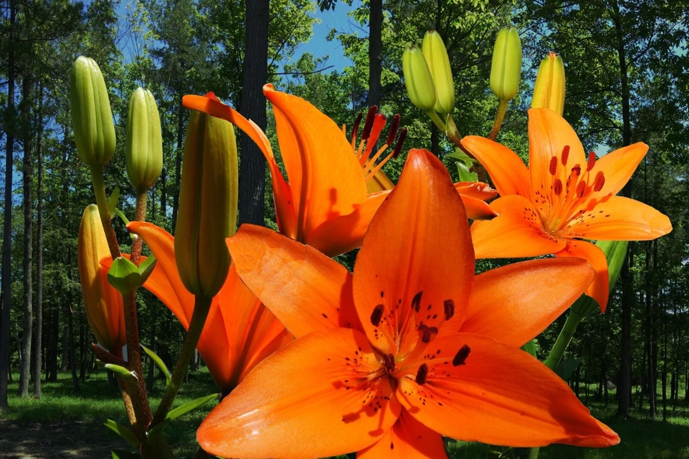 1 Durango Lily Flower Bulb - Perennial Orange Oriental Lily for Outdoor Gardens - Image 2