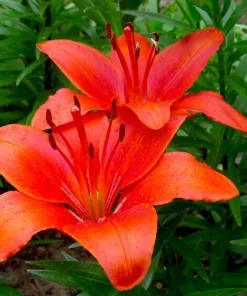 1 Durango Lily Flower Bulb - Perennial Orange Oriental Lily for Outdoor Gardens - Image 3