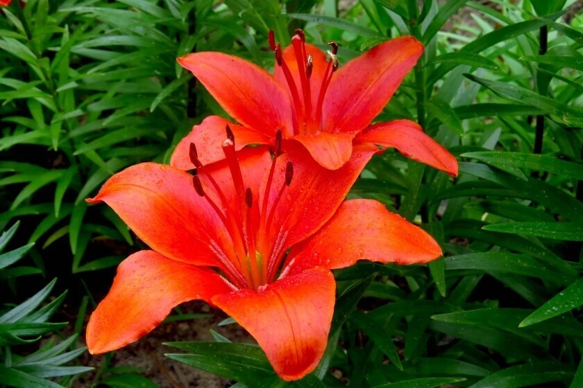 1 Durango Lily Flower Bulb - Perennial Orange Oriental Lily for Outdoor Gardens - Image 3