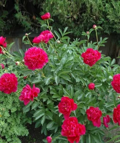1 Felix Supreme Double Peony Bulb Root - Red Perennial Flower Plant Outdoor - Image 2