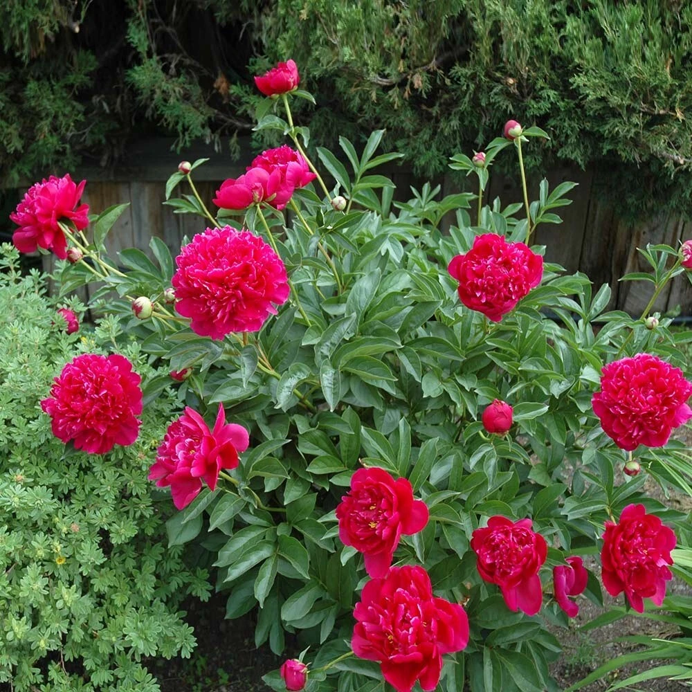 1 Felix Supreme Double Peony Bulb Root - Red Perennial Flower Plant Outdoor - Image 2
