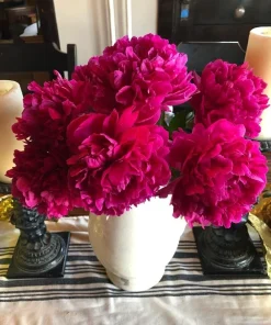 1 Felix Supreme Double Peony Bulb Root - Red Perennial Flower Plant Outdoor - Image 3