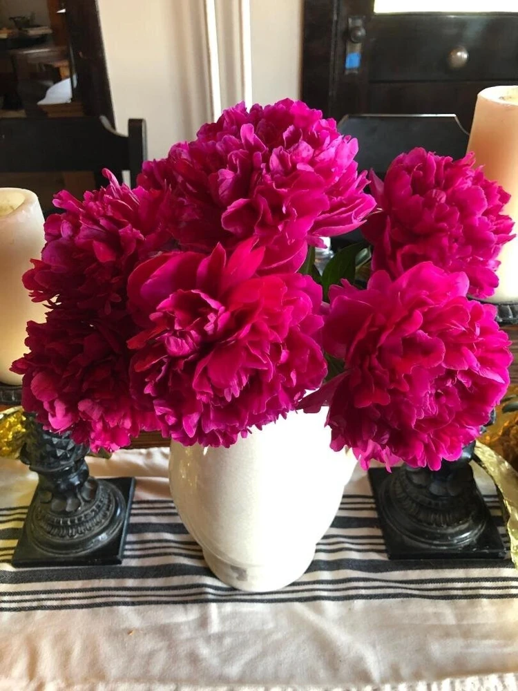 1 Felix Supreme Double Peony Bulb Root - Red Perennial Flower Plant Outdoor - Image 3