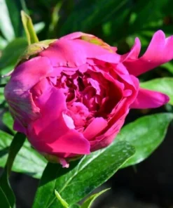1 Felix Supreme Double Peony Bulb Root - Red Perennial Flower Plant Outdoor - Image 4