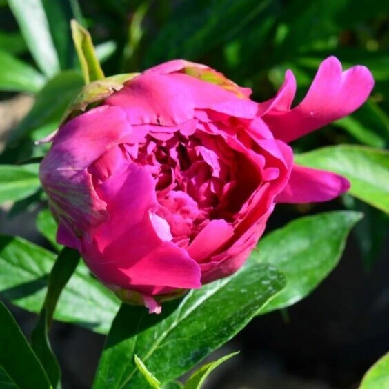 1 Felix Supreme Double Peony Bulb Root - Red Perennial Flower Plant Outdoor - Image 4