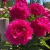 1 Felix Supreme Double Peony Bulb Root - Red Perennial Flower Plant Outdoor - Image 1