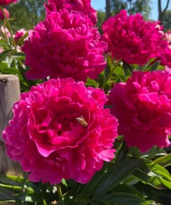 1 Felix Supreme Double Peony Bulb Root - Red Perennial Flower Plant Outdoor - Image 1