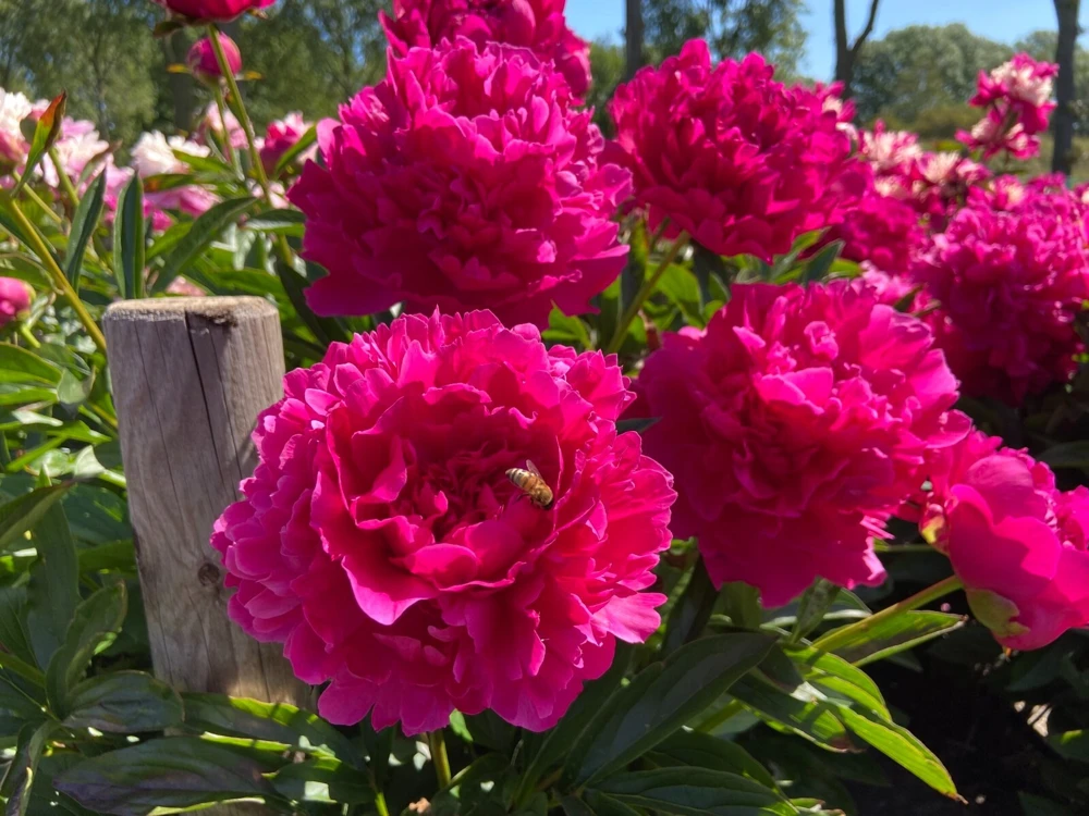 1 Felix Supreme Double Peony Bulb Root - Red Perennial Flower Plant Outdoor - Image 1