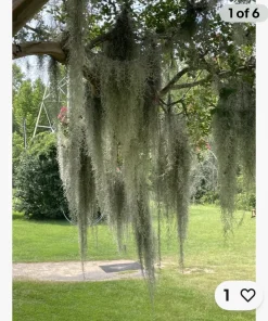 1 Gallon Live Spanish Moss - Fresh Air Plant for Crafts & Decor - Image 1