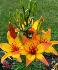 1 Giraffe Asiatic Lily Bulb - Exotic Perennial Flower - Outdoor - Image 2