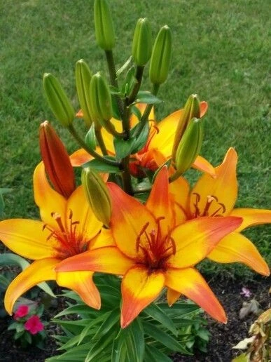 1 Giraffe Asiatic Lily Bulb - Exotic Perennial Flower - Outdoor - Image 2