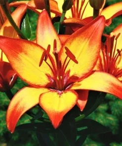 1 Giraffe Asiatic Lily Bulb - Exotic Perennial Flower - Outdoor - Image 1