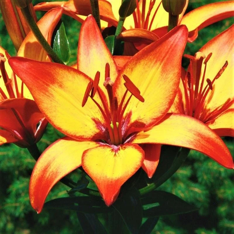 1 Giraffe Asiatic Lily Bulb - Exotic Perennial Flower - Outdoor - Image 1