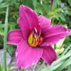 1 Grape Magic Daylily Bulb – Perennial Flower Plant – Outdoor – Purple/Yellow - Image 1