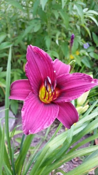 1 Grape Magic Daylily Bulb – Perennial Flower Plant – Outdoor – Purple/Yellow - Image 1