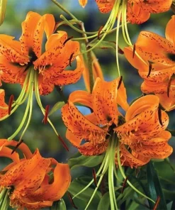 1 Henryi Lily Flower Bulb – Fragrant Orange & Maroon Blooms – Attracts Butterflies – Outdoor Perennial - Image 2