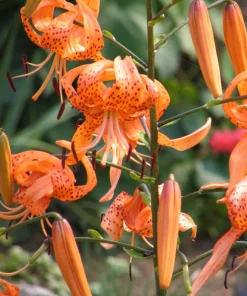 1 Henryi Lily Flower Bulb – Fragrant Orange & Maroon Blooms – Attracts Butterflies – Outdoor Perennial - Image 3