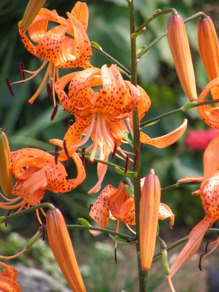 1 Henryi Lily Flower Bulb – Fragrant Orange & Maroon Blooms – Attracts Butterflies – Outdoor Perennial - Image 3