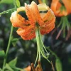 1 Henryi Lily Flower Bulb – Fragrant Orange & Maroon Blooms – Attracts Butterflies – Outdoor Perennial - Image 1