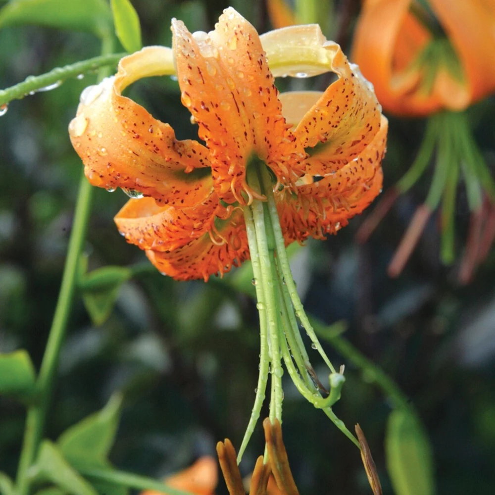 1 Henryi Lily Flower Bulb – Fragrant Orange & Maroon Blooms – Attracts Butterflies – Outdoor Perennial - Image 1