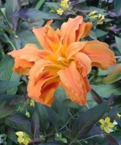 1 Kwanso Daylily Perennial Flower Bulb Bare Root Plant - Outdoor, Orange - Image 2