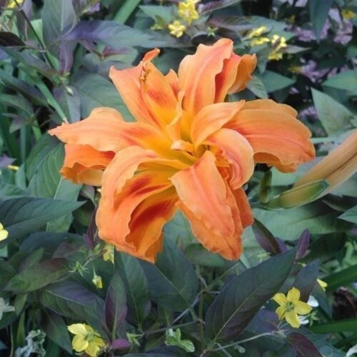 1 Kwanso Daylily Perennial Flower Bulb Bare Root Plant - Outdoor, Orange - Image 2