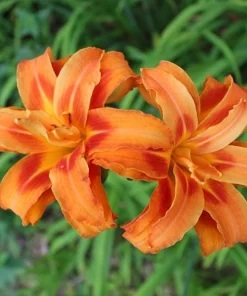 1 Kwanso Daylily Perennial Flower Bulb Bare Root Plant - Outdoor, Orange - Image 3