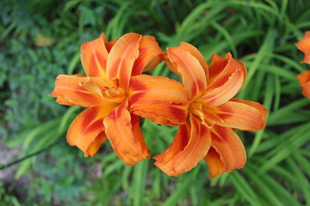 1 Kwanso Daylily Perennial Flower Bulb Bare Root Plant - Outdoor, Orange - Image 3