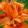 1 Kwanso Daylily Perennial Flower Bulb Bare Root Plant - Outdoor, Orange - Image 1