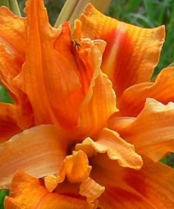 1 Kwanso Daylily Perennial Flower Bulb Bare Root Plant - Outdoor, Orange - Image 1