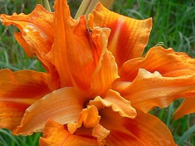 1 Kwanso Daylily Perennial Flower Bulb Bare Root Plant - Outdoor, Orange - Image 1