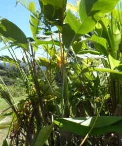 1 Large Heliconia Caribe Rhizome with 10-Inch Stem – Yellow Tropical Exotic Flower Plant, Live Garden Starter - Image 2