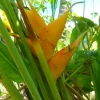 1 Large Heliconia Caribe Rhizome with 10-Inch Stem – Yellow Tropical Exotic Flower Plant, Live Garden Starter - Image 1