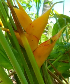 1 Large Heliconia Caribe Rhizome with 10-Inch Stem – Yellow Tropical Exotic Flower Plant, Live Garden Starter - Image 1