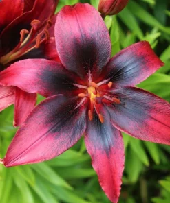 1 London Heart Tango Asiatic Lily Bulb - Perennial Flower - Outdoor - Image 2