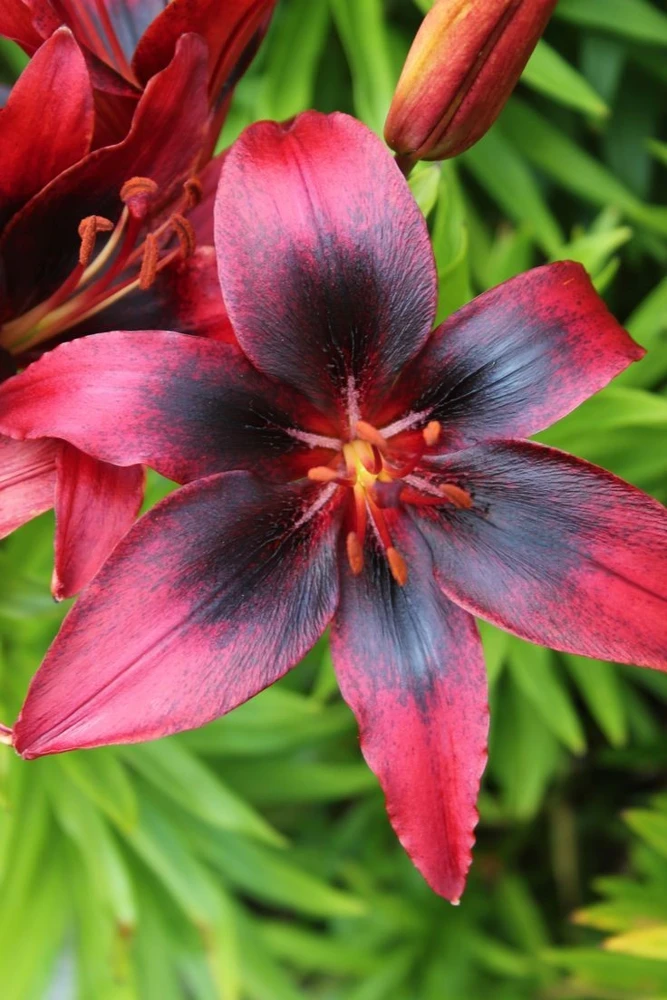1 London Heart Tango Asiatic Lily Bulb - Perennial Flower - Outdoor - Image 2