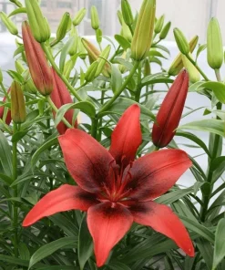 1 London Heart Tango Asiatic Lily Bulb - Perennial Flower - Outdoor - Image 3