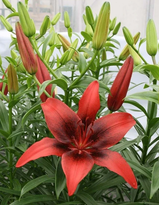 1 London Heart Tango Asiatic Lily Bulb - Perennial Flower - Outdoor - Image 3