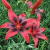 1 London Heart Tango Asiatic Lily Bulb - Perennial Flower - Outdoor - Image 1