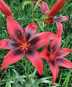 1 London Heart Tango Asiatic Lily Bulb - Perennial Flower - Outdoor - Image 1