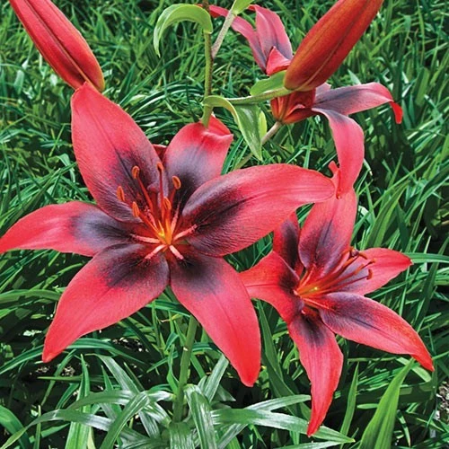 1 London Heart Tango Asiatic Lily Bulb - Perennial Flower - Outdoor - Image 1