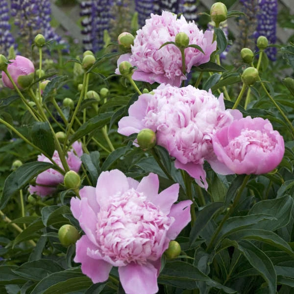 1 Mons Jules Elie Peony Bulb - Live Perennial Rose Pink Flower Outdoor - Image 3