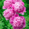 1 Mons Jules Elie Peony Bulb - Live Perennial Rose Pink Flower Outdoor - Image 1
