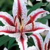 1 Oriental Lily Dizzy Bulb - Perennial Flower for Spring Planting, Outdoor - Image 1