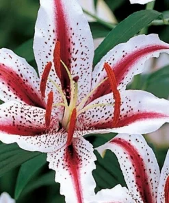 1 Oriental Lily Dizzy Bulb - Perennial Flower for Spring Planting, Outdoor - Image 1