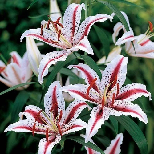 1 Oriental Lily Dizzy Bulb - Perennial Flower for Spring Planting, Outdoor - Image 2