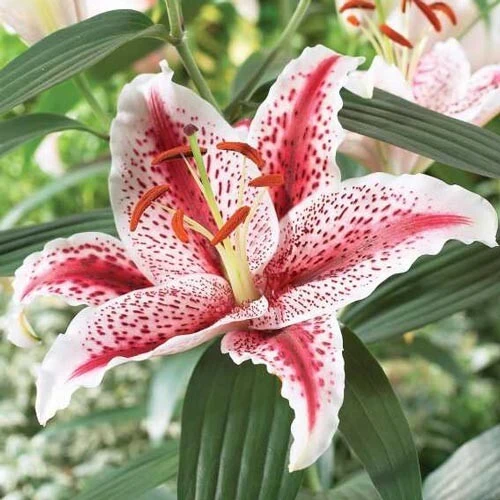 1 Oriental Lily Dizzy Bulb - Perennial Flower for Spring Planting, Outdoor - Image 3