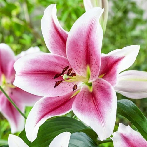 1 Pink Brilliant Giant Hybrid Lily Bulb - Intensely Fragrant Blooms, Perennial Outdoor - Image 2
