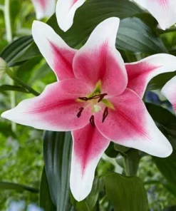 1 Pink Brilliant Giant Hybrid Lily Bulb - Intensely Fragrant Blooms, Perennial Outdoor - Image 3