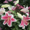 1 Pink Brilliant Giant Hybrid Lily Bulb - Intensely Fragrant Blooms, Perennial Outdoor - Image 1